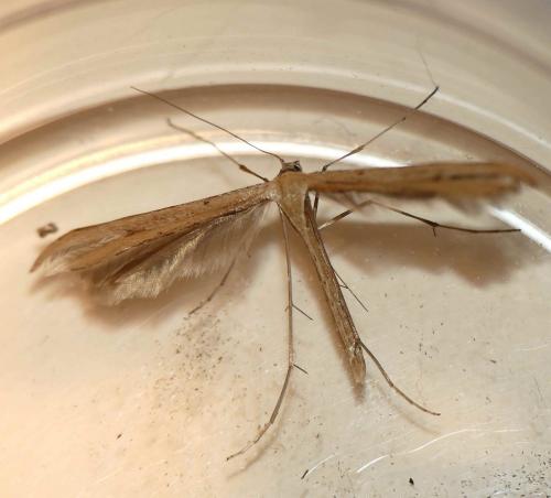 Emmelina monodactyla